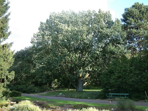 1280px-Quercus_frainetto_RB1