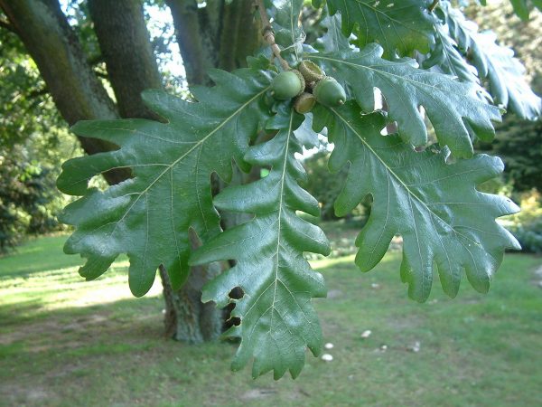 1280px-Quercus_frainetto_RB2
