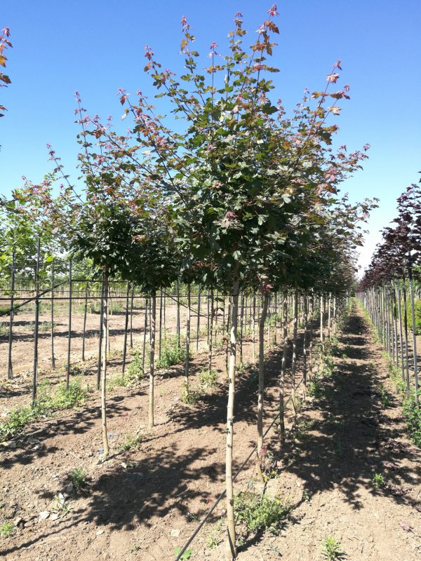 Acer-campestre-Red-Shine
