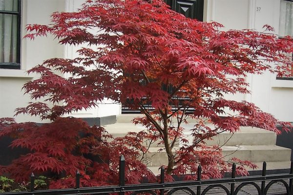 Acer-palmatum-Atropurpureum3