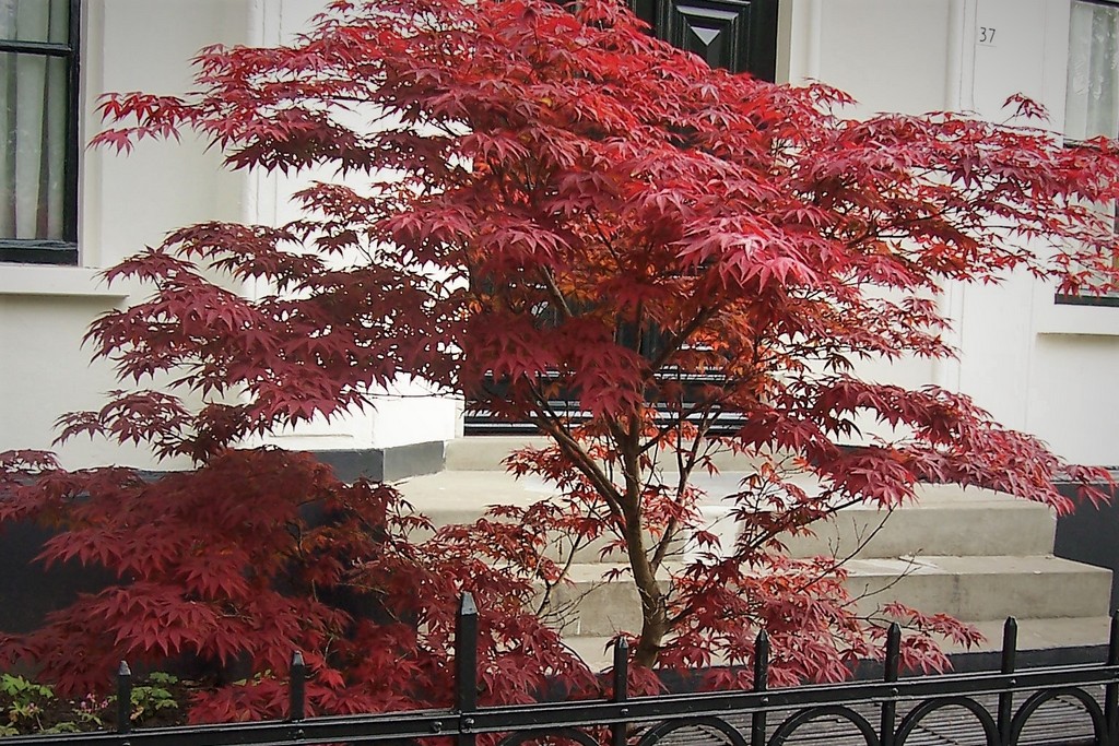 Acer palmatum ‘Atropurpureum’ Maestro Verde. Nursery of