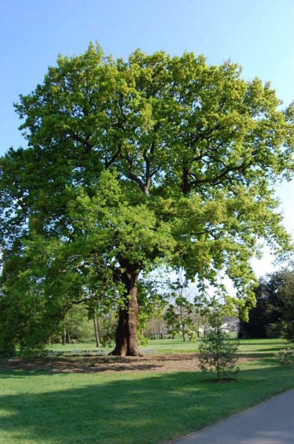 Quercus-petraea-5