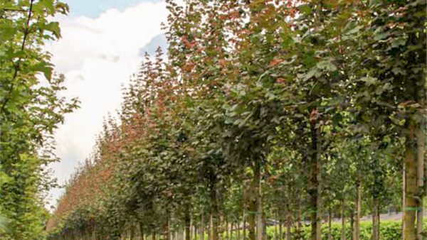 acer-campestre-red-shine-high-stem-1_1