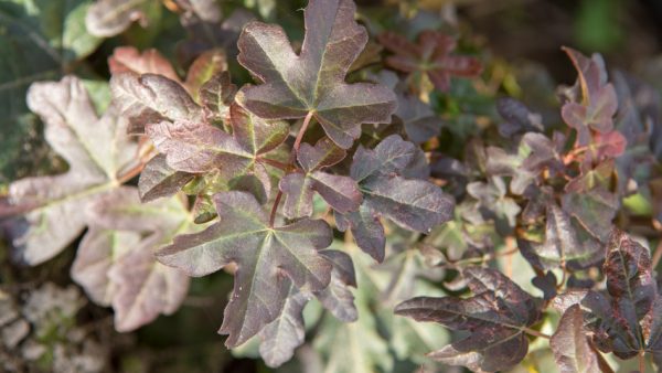 acer-campestre-red-shine-leaves-4