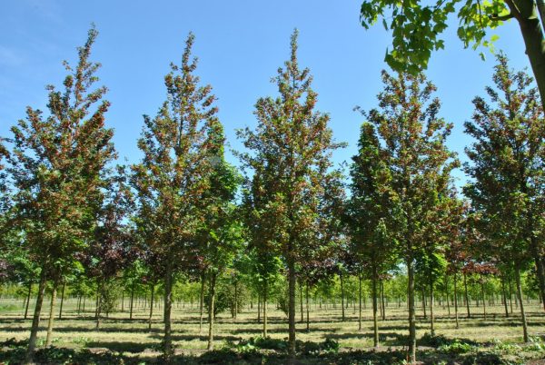 acer_campestre_red_shine_1