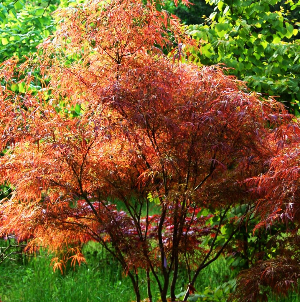 Acer Palmatum ‘linearilobum’ – Maestro Verde. Nursery Of Ornamental Plants.